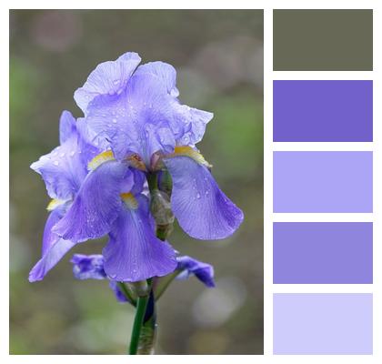 Violet Flower Flower Wallpaper Image
